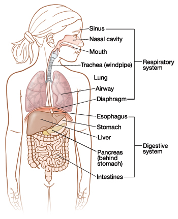 Outline of child's head and torso showing respiratory and digestive systems.