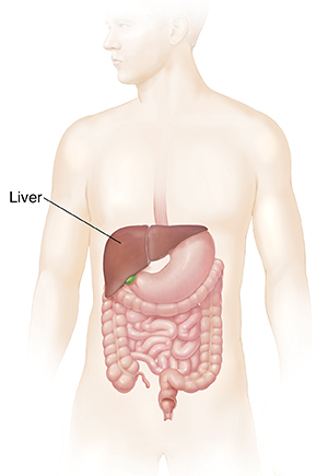 Digestive system with liver.