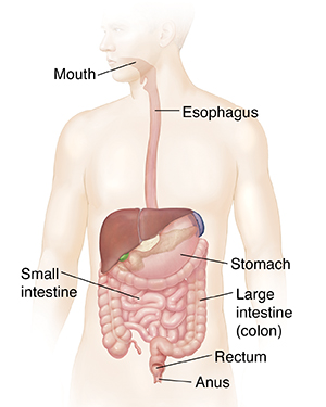 Outline of person showing gastrointestinal system. 