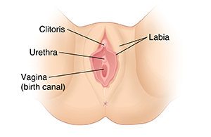 Outside view of female genitals.