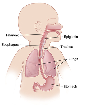 Upper body of infant showing respiratory anatomy, esophagus and stomach.