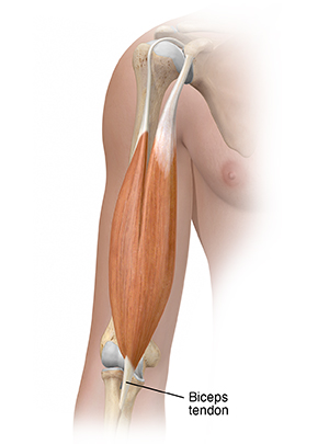 Front view of upper arm showing biceps tendon.