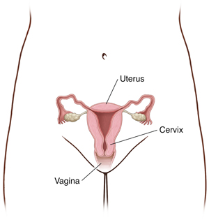 Female pelvic area, showing uterus, cervix, and vagina.