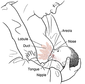 Baby nursing at breast showing lobule, duct, nipple, areola, and baby's tongue and nose.