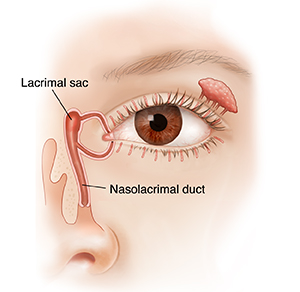 Front view of eye showing tear glands and tear ducts.