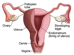 View of reproductive system showing ovaries, developing eggs, fallopian tubes, and endometrium.