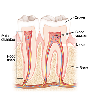 Cross section of tooth, showing crown, pulp chamber, blood vessels, nerve, gone, and location of root canal.