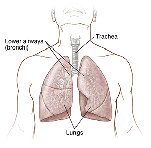 Front view of torso showing trachea, bronchi, and lungs.