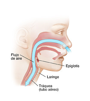 Vista lateral de la cara de un niño donde puede verse aire que pasa a través de la nariz hacia la tráquea.