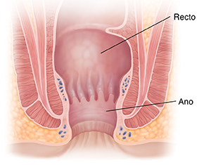 Corte transversal del ano.