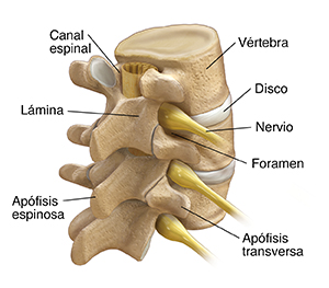 Vista posterior de tres cuartos de tres vértebras lumbares, de la médula espinal y de los nervios espinales.