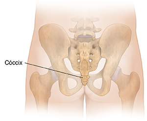 Vista posterior de los glúteos de un hombre con los huesos de la pelvis en imagen fantasma donde se observa el coxis.