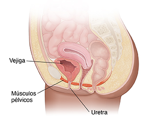 Vista lateral de un corte transversal de un abdomen y una pelvis femenina donde se ven los músculos del suelo pélvico.